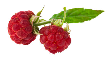 Red raspberry isolated on white background.