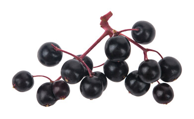 Elderberry isolated on white background.