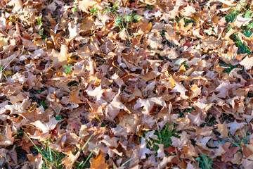 Autumn maple leaves. Leaves of maple tree. Nature fall beauty. Fall season weather. Maple autumn natural leaf. Autumn nature. Maple leaves in forest. Seasonal autumnal fallen leaves