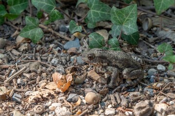 close up portrait of a common toad with green ivy leaves in the background