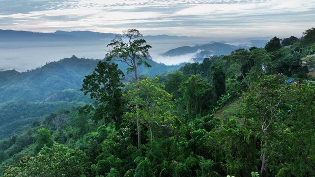 Sajek, Bangladesh - 21 August 2025: Aerial view of lush green hills meeting a misty valley, with a small house nestled on the slope, creating a serene landscape.