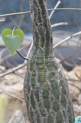 A plant with a leaf that looks like a heart. The plant is green and has a stem
