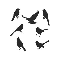 Fototapeta premium Silhouette collection of various bird species in different poses