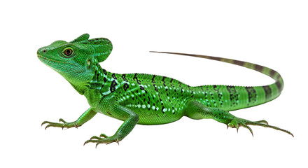 Naklejka premium Green basilisks (Basiliscus plumifrons) isolated on white background.