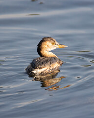 Little Grebe or dabchick Swimming in Water