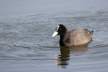 Close-up of a Eurasian Coot or common coot Swimming on a Lake