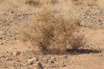 desert plant