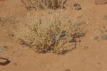 desert plant