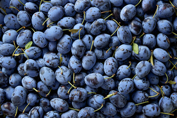 Fresh organic and ripe plum, close up