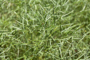 Foliage of a sulphurweed, Peucedanum officinale