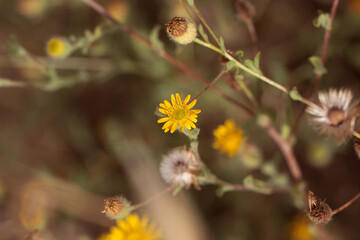 Flower of Pulicaria arabica
