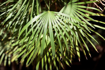 Foliage of the lady palm Rhapis humilis