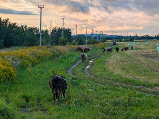 Fototapeta premium Cows in the field