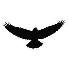 Fototapeta premium Silhouette of a majestic eagle with wings spread wide in flight against a clean white backdrop silhouette