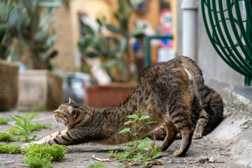 Sorrento, Italy - May 27, 2024: A street cat stretching lazily, its body elongated and paws extended, capturing a moment of feline grace and relaxation amidst the bustling urban surroundings.