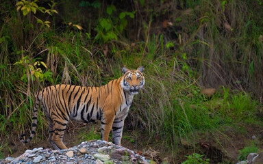 Royal Bengal Tiger standing alert in lush green forest of Dhikala, Jim Corbett National Park, India. Wildlife photography, endangered species, jungle safari, big cat in natural habitat.