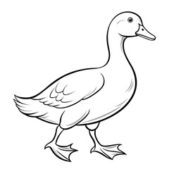 duck vector illustration