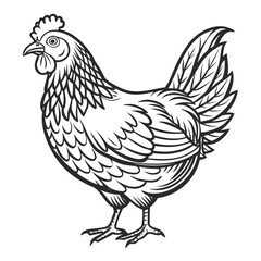 vector illustration of a chicken