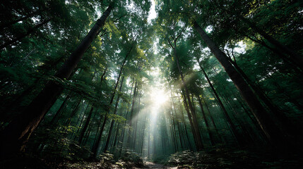 Bright sunlight piercing through tall green forest trees with mystical light rays and a serene path
