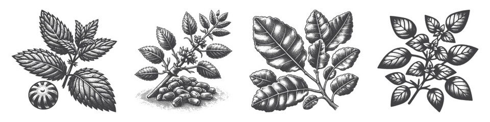 Obraz premium Vintage Hand-Drawn Coffee Tree Illustration, Botanical Plant Engraved Vector for Farm and T-Shirt Design