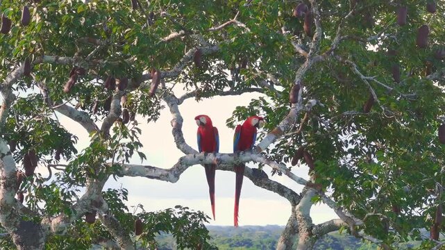 Scarlet Macaw pair perched on an Az&uacute;car Huayo tree in Tambopata, Peru, gently touching beaks in a display of bonding behavior within the rainforest canopy.