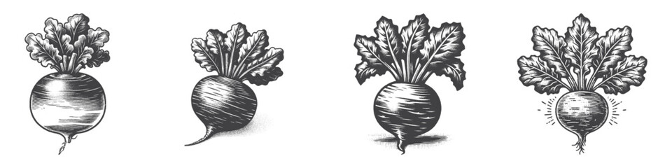 Obraz premium Vintage Hand-Drawn Beetroot Illustration, Fresh Vegetable Engraved Vector for Garden and T-Shirt Design