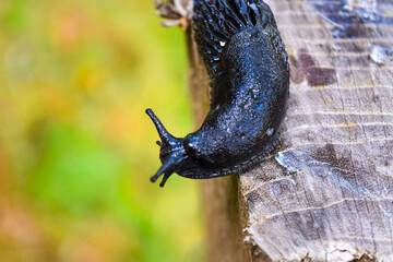 Gusano deborador de setas