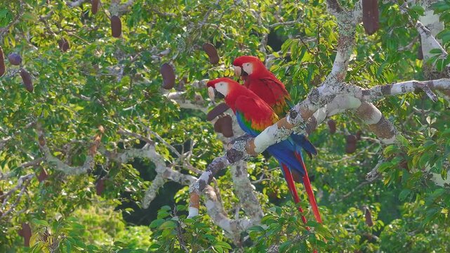 Scarlet Macaw Pair Preening, Calling and Looking Around in Tambopata, Peru, Aerial Telephoto