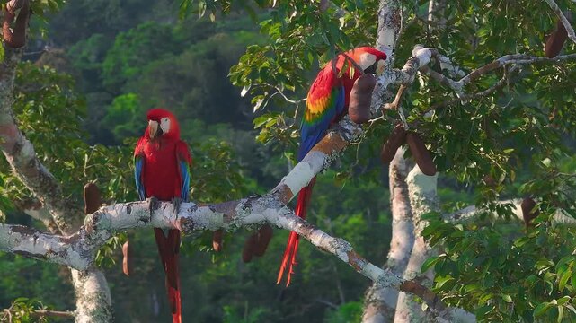 Scarlet Macaw Pair Preening, Scratching and Calling on Tree in Tambopata, Peru, Aerial Telephoto