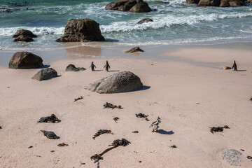 Exposure of Boulders Beach aka Boulders Bay, popular spot because it is the only African beach where Penguins can be seen.
