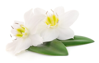 Obraz premium Beautiful white flowers with green leaves isolated on white background