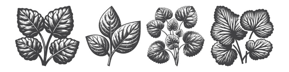 Fototapeta premium Vintage Hand-Drawn Wasabi Leaves Illustration, Spicy Herb Engraved Vector for Garden and T-Shirt Design