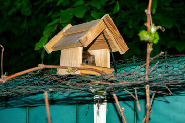 Wanderratte pl&uuml;ndert Nachts ein Vogelh&auml;uschen im Garten