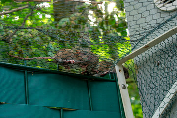 Junge Wanderratten klettern auf einem Maschendrahtzaun.