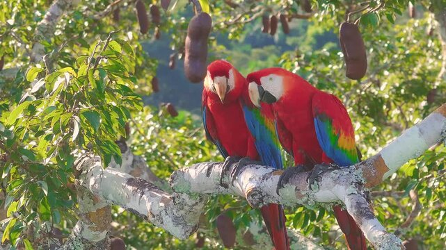 Scarlet Macaw Pair Calling on Tree Branch in Tambopata, Peru, Aerial Telephoto Close Up