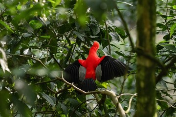 andean cock of the rock in the wild of Jardin Antioquia, colombia