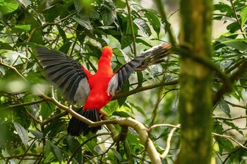 andean cock of the rock, in the wildvof Jardin de Antioquia, Colombia
