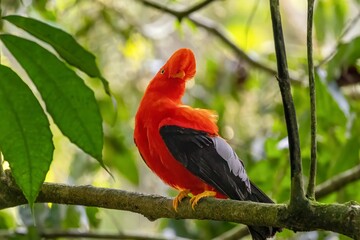 andean cock of the rock, in the wildvof Jardin de Antioquia, Colombia