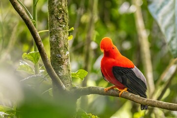 andean cock of the rock, in the wildvof Jardin de Antioquia, Colombia