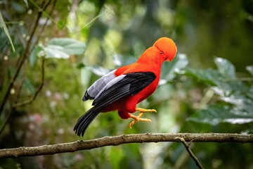 andean cock of the rock, in the wildvof Jardin de Antioquia, Colombia