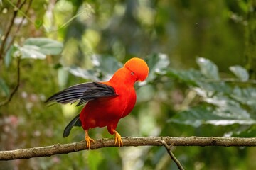 andean cock of the rock, in the wildvof Jardin de Antioquia, Colombia