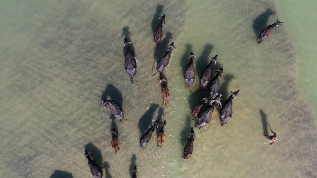 Bogura, Bangladesh - 23 August 2025: Aerial view of water buffaloes wading through shallow river waters, their dark forms contrasting with the light, rippled surface.