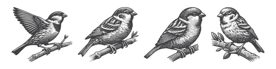 Fototapeta premium Vintage Hand-Drawn Sparrow Illustration, Small Bird Engraved Vector for Nature and T-Shirt Design