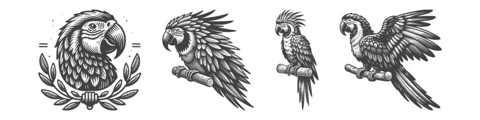 Obraz premium Vintage Hand-Drawn Cockatoo Illustration, Tropical Bird Engraved Vector for Nature and T-Shirt Design