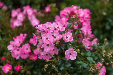 Rosa setigera, commonly known as the climbing rose, prairie rose, and climbing wild rose, is a species of shrub or vine in the Rosaceae family native to central and eastern North America.