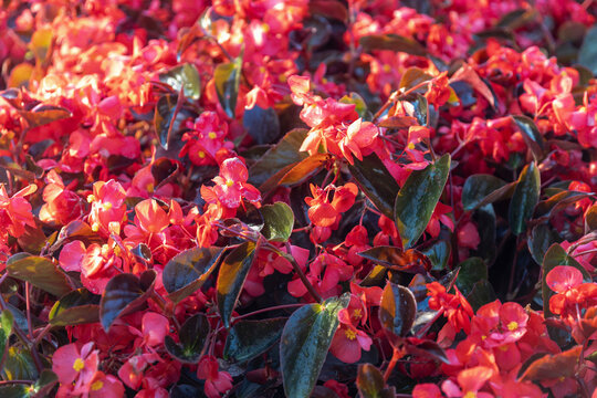 Lush Red Wax Begonia Flowers (Begonia semperflorens) in Full Bloom, showcasing Vibrant Petals and Dark Green Foliage. - Powered by Adobe