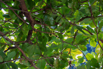 Sumatra Orangutan Explore trip on the jungle 
