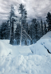 Cloudy overcast sky over snowy forest