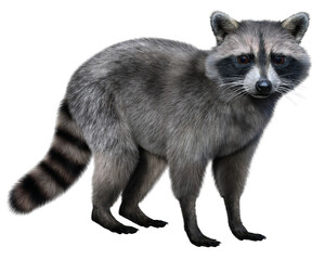 Obraz premium A cute common raccoon with a ringed tail stands quietly and looks at us. 3d rendering on transparent background, no AI used