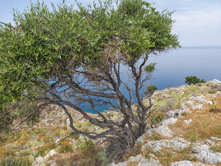 Skiathos Iskand around ruins of Byzantine Castle, Sporades, Thessaly, Greece